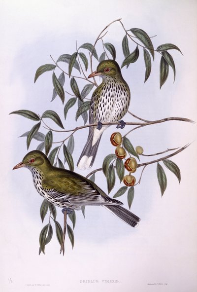 Žluva olivová (Oriolus sagittatus), rytina John Gould od John Gould