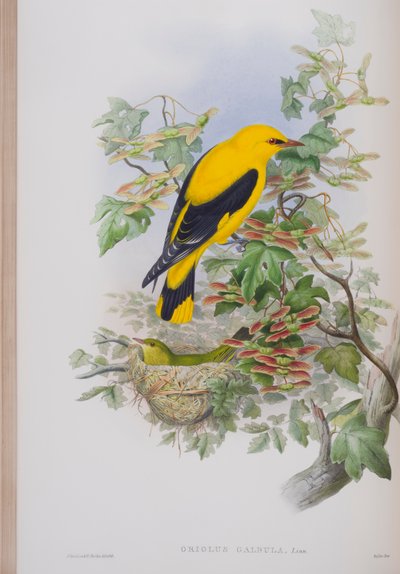 Oriolus Galbula, deska z The Birds of Great Britain od Johna Goulda, vydaná 1862-73 (ručně kolorované lito) od John Gould