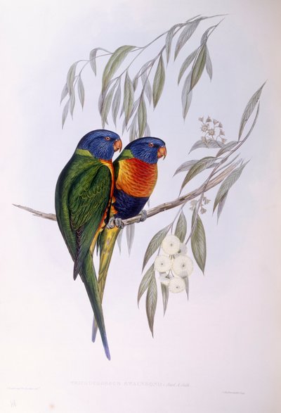 Ozdobený lorikeet (Trichoglossus ornatus), rytina John Gould od John Gould