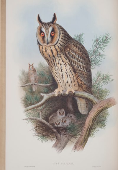 Otus Vulgaris, deska z The Birds of Great Britain od Johna Goulda, vydaná 1862-73 (ručně kolorované lito) od John Gould