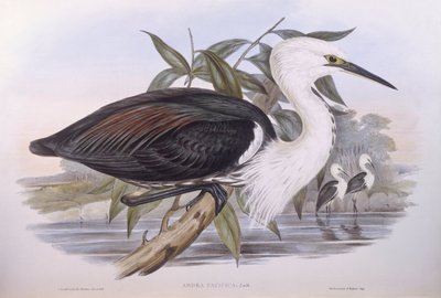 Pacifická volavka (Ardea pacifica), rytina od Johna Goulda od John Gould