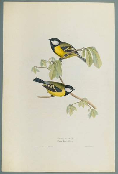 Parus Major: Sýkora koňadra (barevné litho na tkaném papíře) od John Gould
