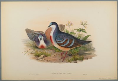 Philogoenas Cruenta (barevné litho na tkaném papíře) od John Gould