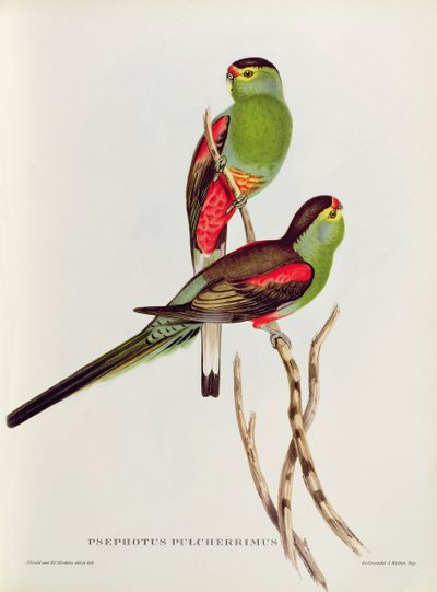 Psephotus od John Gould