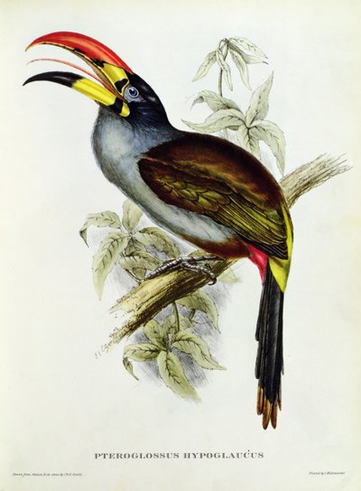 Pteroglossus Hypoglaucus z "Tropical Birds" od John Gould