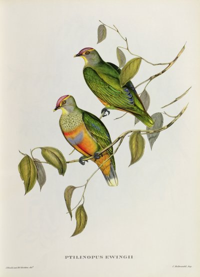 Ptilinopus Ewingii od John Gould