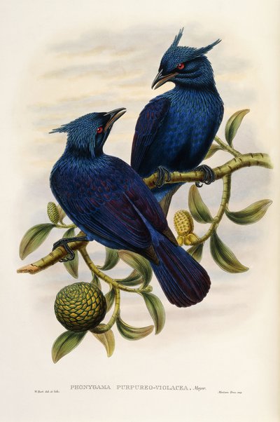 Fialový a fialový Manucode od John Gould