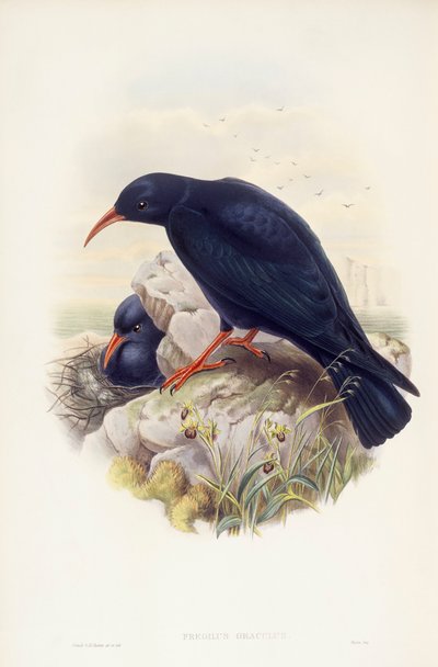Kavlík červenozobý (Pyrrhocorax pyrrhocorax), rytina John Gould od John Gould