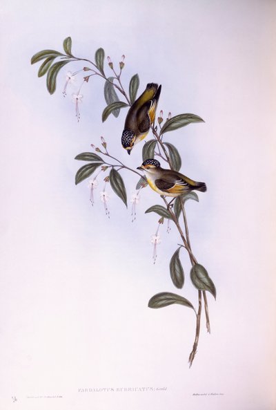 Pardalote červenoobočí (Pardalotus rubricatus), rytina John Gould od John Gould