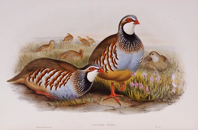 Koroptve rudonohé, 1862-73 od John Gould
