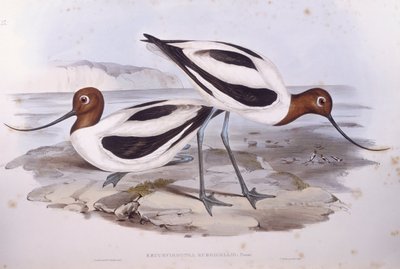 Avocet rudokrký (Recurvirostra novaehollandiae), rytina John Gould od John Gould