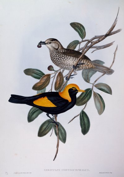Regent Bowerbird (Sericulus chrysocephalus), rytina z Birds of Australia od John Gould