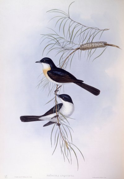 Moucha neklidná (Myiagra inquieta), rytina John Gould od John Gould