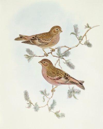 Rosy Finch (Erythrospiza incarnata), rytina John Gould od John Gould