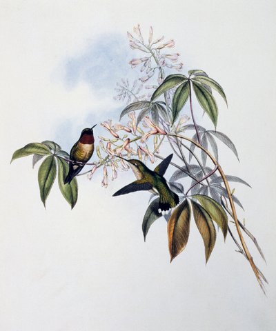 Kolibřík rubínový (Archilochus colubris), rytina z Monografie Trochilidae nebo kolibříků (1849-1861), John Gould (1804-1881), Spojené království od John Gould