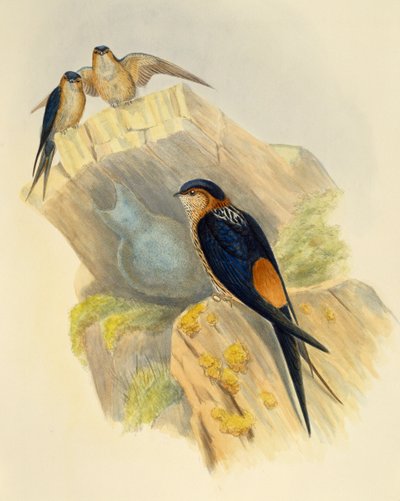 Vlaštovka rufous-bellied (Hirundo daurica), rytina John Gould (1804-1881), Spojené království od John Gould