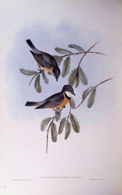Rufous whistler (Pachycephala rufiventris), rytina John Gould od John Gould