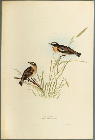 Saxicola Rubetra - Whinchat (barevné lito na tkaném papíře) od John Gould