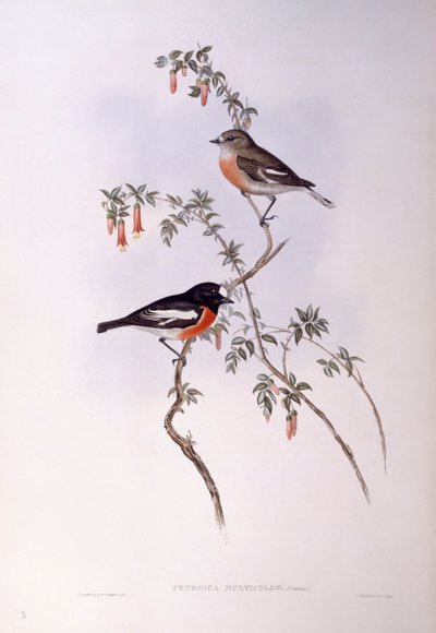 Scarlet Robin (Petroica multicolour), rytina John Gould od John Gould