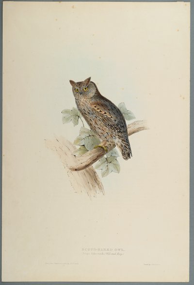 Scops Aldrovandi - Scops Eared Owl (barevné lito na tkaném papíře) od John Gould