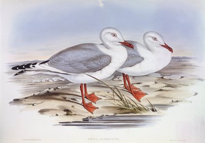 Racek stříbrný (Larus novaehollandiae), rytina John Gould od John Gould