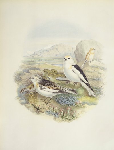 Strnad sněžný (Plectrophenax nivalis), ilustrace od John Gould