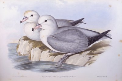 Fulmar jižní (Fulmarus glacialoides), rytina John Gould od John Gould