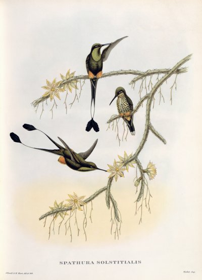 Spathura Solstitialis od John Gould