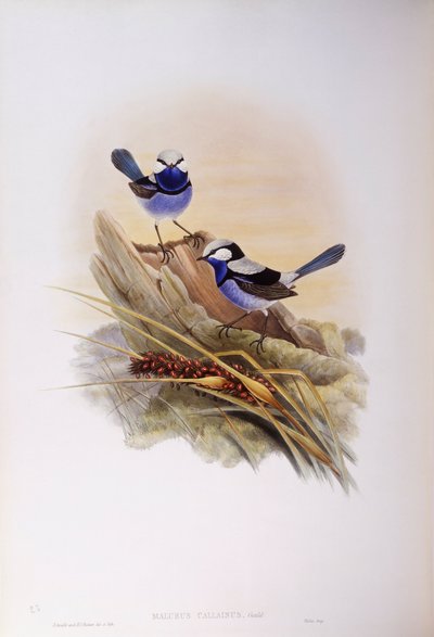 Splendid fairywren (Malurus splendens), rytina John Gould od John Gould