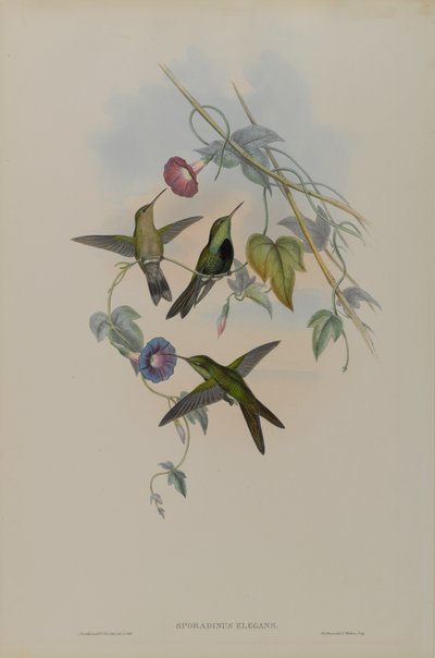 Sporadinus Elegans: Domingo Humming Bird od John Gould
