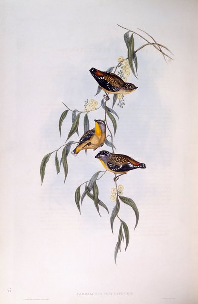 Pardalote skvrnitý (Pardalotus punctatus), rytina John Gould od John Gould