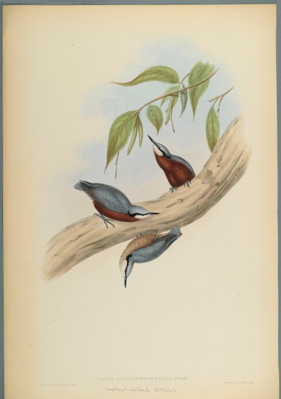 Stila Castaneoventris, brhlík kaštanový (barevné lito na tkaném papíře) od John Gould