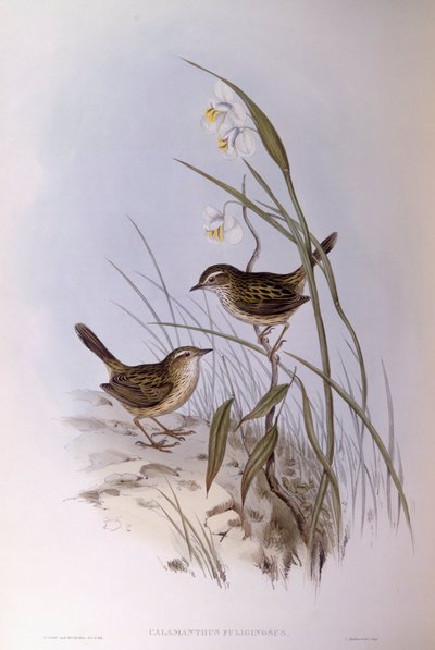 Kalamant pruhovaný (Calamanthus fuliginosus), rytina John Gould od John Gould