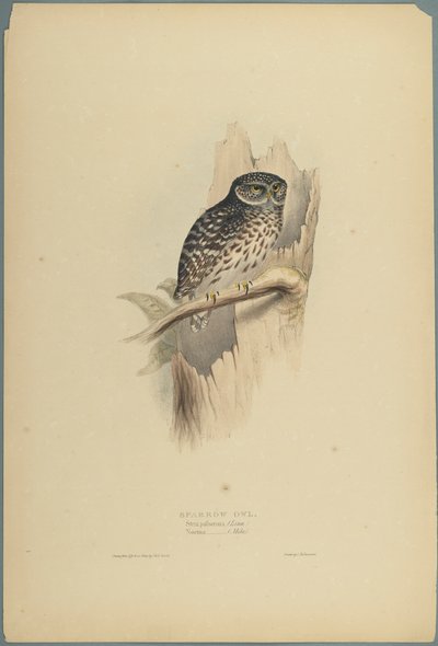 Strix Pafsernia - Noctua (barevné lito na tkaném papíře) od John Gould