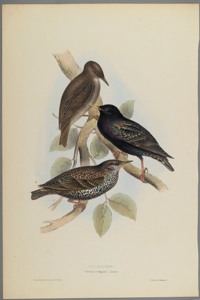 Sturnus Vulgaris - Špaček (barevné litho na tkaném papíře) od John Gould