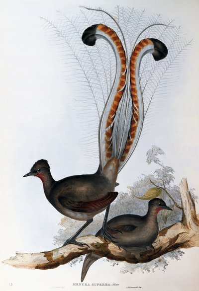 Vynikající Lyrebird (Menura superba) od John Gould