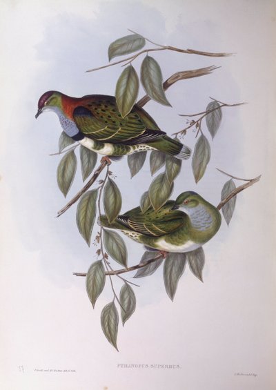Vynikající ovocná holubice (Ptilinopus superbus), rytina John Gould od John Gould