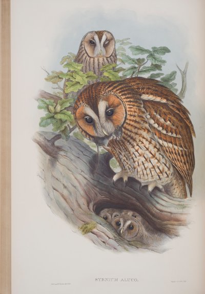 Syrnium Aluco, deska z The Birds of Great Britain od Johna Goulda, vydané 1862-73 (ručně kolorované lito) od John Gould