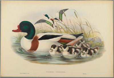 Tadorna Vulpanser: Sheldrake (barevné litho na tkaném papíře) od John Gould