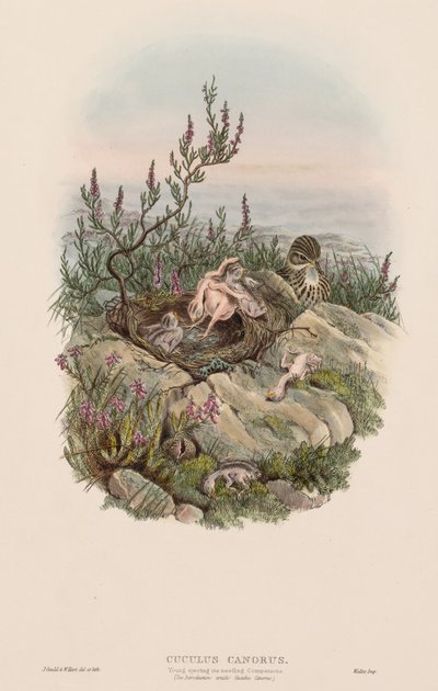Ptáci Velké Británie: Cuculus canorus. od John Gould