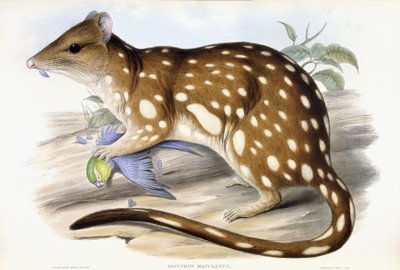 Tygr Quoll od John Gould