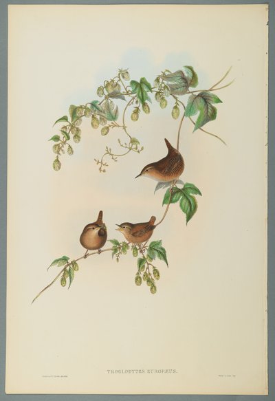 Troglodytes Europaeus - střízlík obecný (barevné lito na tkaném papíře) od John Gould
