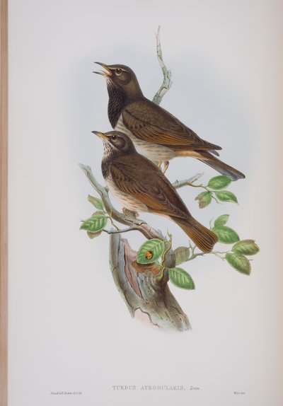 Turdis Atrogularis, deska z The Birds of Great Britain od Johna Goulda, vydaná 1862-73 (ručně kolorované lito) od John Gould