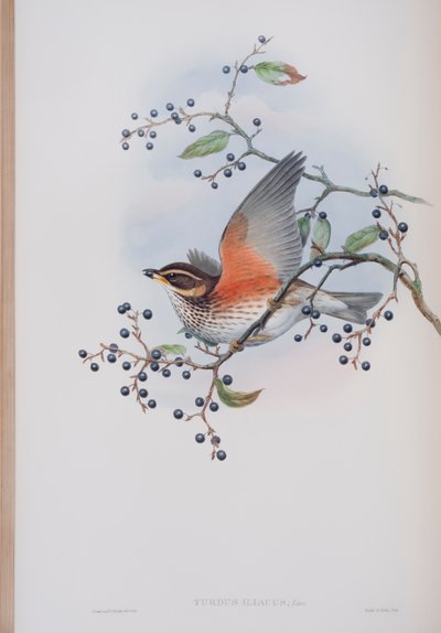 Turdus Illacus, deska z The Birds of Great Britain od Johna Goulda, vydaná 1862-73 (ručně kolorované lito) od John Gould