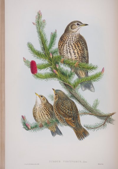 Turdus Viscivorus, deska z The Birds of Great Britain od Johna Goulda, vydaná 1862-73 (ručně kolorované lito) od John Gould