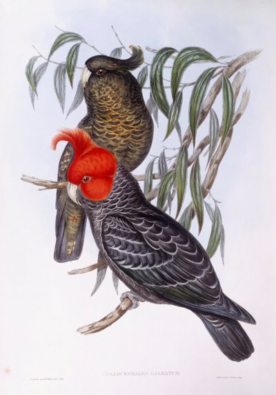 Dva papoušci sedící na větvi, rytina od John Gould