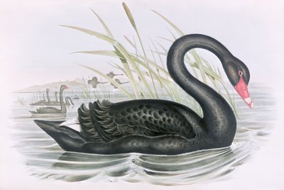 Neznámý obrázek od John Gould