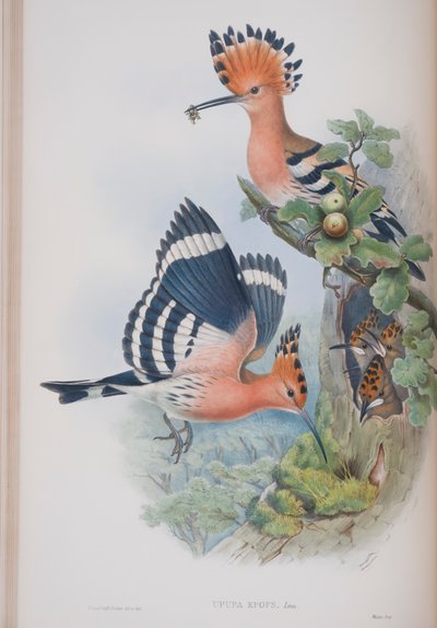 Upupa Epops, deska z The Birds of Great Britain od Johna Goulda, vydaná 1862-73 (ručně kolorované lito) od John Gould