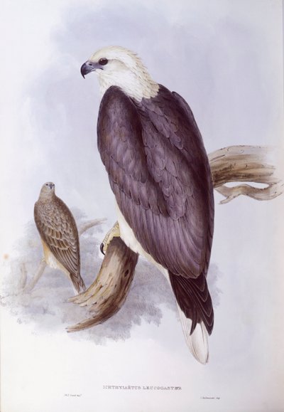 Orel bělobřichý (Haliaeetus leucogaster), rytina John Gould od John Gould