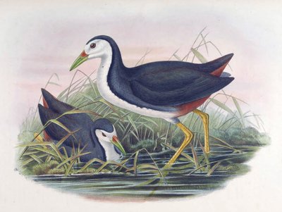 Waterhen Amaurornis phoenicurus (prapor) od John Gould